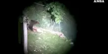 Nuovo avvistamento di un orso in Veneto, sull'Altopiano di Asiago