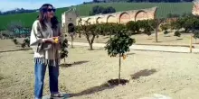 Hortus l'antico agrumeto torna alla vita: "Piante storiche e un vivaio per rilanciare l'Arancia bionda del Piceno"