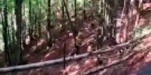Cavallo precipita nel dirupo, salvataggio spettacolare: il video