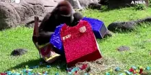 Mondiali, i pronostici degli animali allo zoo messicano di Guadalajara
