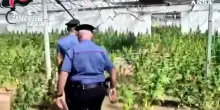 Scoperta piantagione di cannabis da diecimila piante a Cagliari