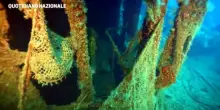 Uno squalo bianco nel canale di Sicilia