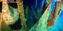 Avvistato uno squalo bianco nel Canale di Sicilia