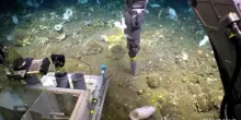 Greenpeace negli abissi dell'Artico, scoperte nuove specie marine
