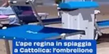 "Sciame di Api Colonizza Ombrellone a Cattolica: Intervento di un Apicoltore Salva la Situazione"