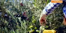 Olio extravergine sotto pressione: prezzi in calo e allarme frodi