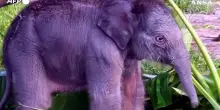 Indonesia, nato un cucciolo di elefante di Sumatra