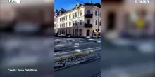 Alce passeggia nel centro di Oslo