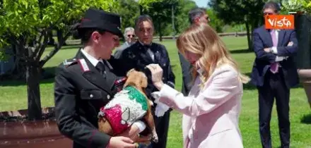 Meloni 'saluta' il cane Briciola, mascotte dei Carabinieri