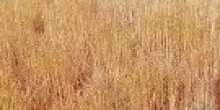L'agricoltore: "Ecco il mio campo di grano devastato dalle oche selvatiche"