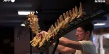 All&rsquo;asta uno scheletro di Elasmosaurus lungo 9 metri, base stimata 200mila euro