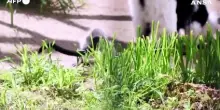Nasce raro lemure allo zoo di Besan&ccedil;on, in Francia: segnale di speranza
