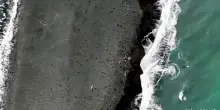 Strage di 13.000 cuccioli elefante marino alle isole Heard e McDonald