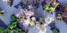 Fiume Po, tredici interventi di rinaturazione per futuro sostenibile