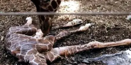 La baby giraffa nata allo Zoo di Copenaghen, &egrave; la terza in pochi mesi