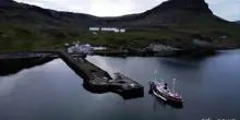 L'Islanda riprende la caccia alle balene, i primi capodogli uccisi
