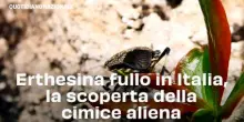 Erthesina fullo in Italia, la scoperta della cimice aliena