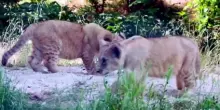 Parigi, debutto "rovente" allo zoo per le baby leoncine Isis e Inaya