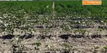 Clima, la siccit&agrave; minaccia la produzione agricola mondiale