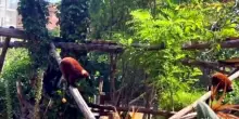 Docce e gelatoni, al Bioparco di Roma gli animali combattono il caldo
