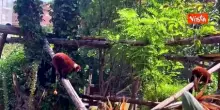 Ghiaccioli di carne e frullati congelati contro il caldo per gli animali del Bioparco di Roma