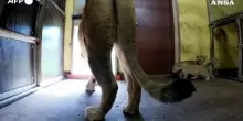 Norvegia, cuccioli di leone muovono i primi passi all'aperto allo zoo di Kristiansand