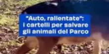 "Nuovi Cartelli Stradali a Bologna: Protezione per la Fauna Selvatica nel Parco dei Gessi"