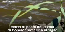 Mor&igrave;a di pesci nelle Valli di Comacchio: "Una strage"