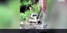 Ortaggi coltivati vicino a un'ex discarica, sequestrati orti insalubri a Prato