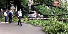 Maltempo a Milano, albero cade in piazzale Libia: nessun ferito