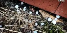 Maltempo a Torino, dopo il caldo record arrivano pioggia e grandine
