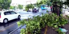 Maltempo a Torino, pioggia e vento abbattono diversi alberi in citt&agrave;