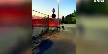 Roma, cinghiali in un parcheggio a Saxa Rubra