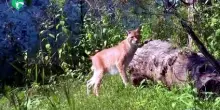 Al Bioparco di Roma aperta la nuova area delle linci euroasiatiche