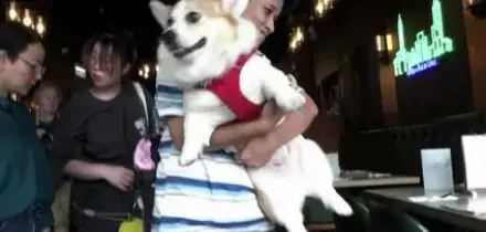 Hong Kong, dopo oltre trent'anni cani possono entrare al ristorante