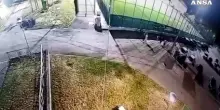 Lupo ad Arrone, le immagini poco prima dell'aggressione alla bimba