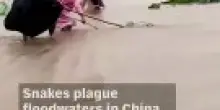 Migliaia di serpenti invadono la Cina