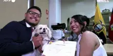 Ecuador, gli animali domestici diventano testimoni ai matrimoni