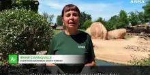 Al Bioparco Zoom di Torino sono nate due gazzelle di Mhorr, le uniche in Italia quest&rsquo;anno