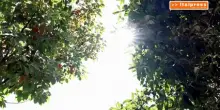 La Cina tra Inondazioni e caldo estremo