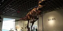 Raro scheletro di T-Rex venduto all'asta per 43 milioni di dollari
