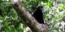Congo, ripresa una nuova specie di scimmia africana nella foresta pluviale