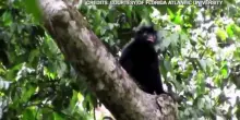 Nella foresta pluviale Congo filmata Likweli, nuova specie di scimmia