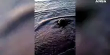 Tartaruga tra le sdraio a Marzamemi per le deporre uova, salvata dal Wwf