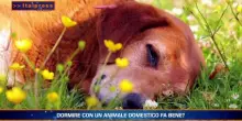 PetNews Magazine - 20/7/2026