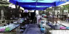 Venezuela, rifugio in riunisce animali domestici e proprietari separati dai terremoti
