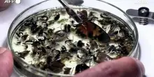 Ecuador, identificate 8.000 nuove specie di insetti grazie all'analisi del DNA