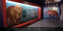 Nuovo ritrovamento di Ursus Ladinicus in Alto Adige
