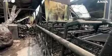 Francia, incendio a Biscarrosse: cavalli in fuga spaventati dal rogo