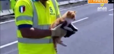 Tangenziale di Catania, un gatto fugge da un'auto, salvato